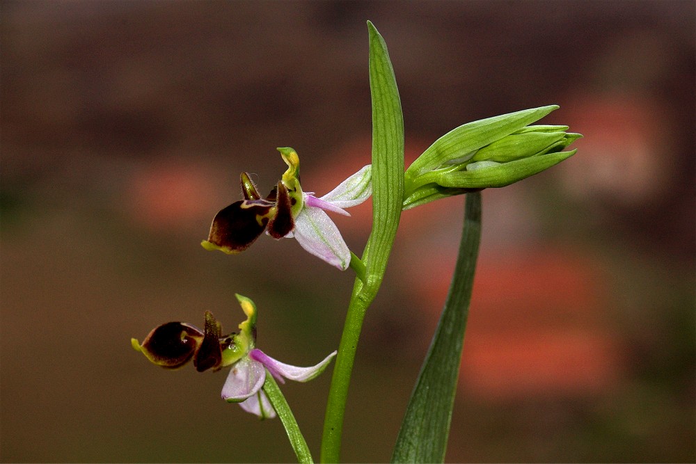 Ophrys picta